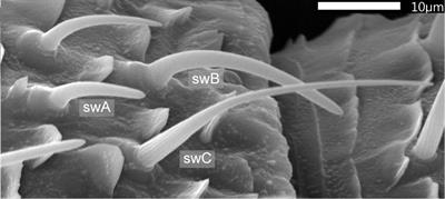 The Performance of Olfactory Receptor Neurons: The Rate of Concentration Change Indicates Functional Specializations in the Cockroach Peripheral Olfactory System